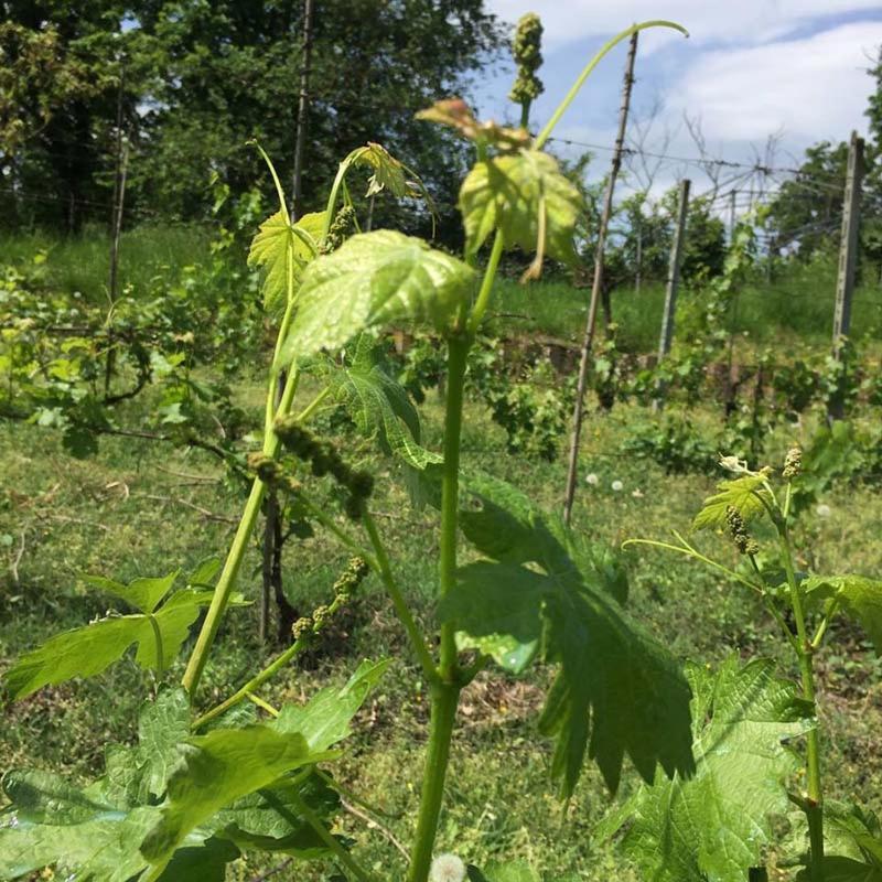 Tenuta Nissole Rocchetta Tanaro Kültér fotó